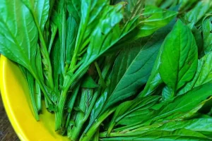 african spinach african spinach